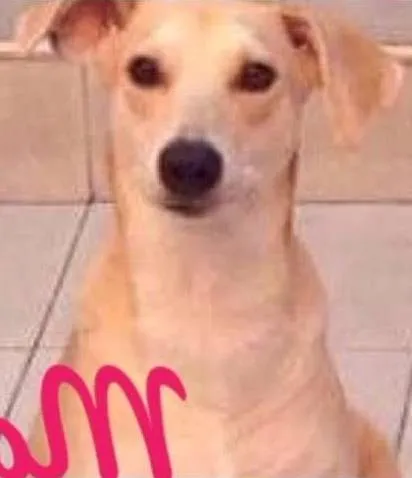 Cachorro ra a SRD idade 1 ano nome João e Maria