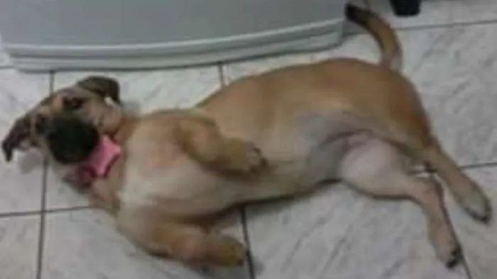 Cachorro ra a SRD idade 7 a 11 meses nome Sandy