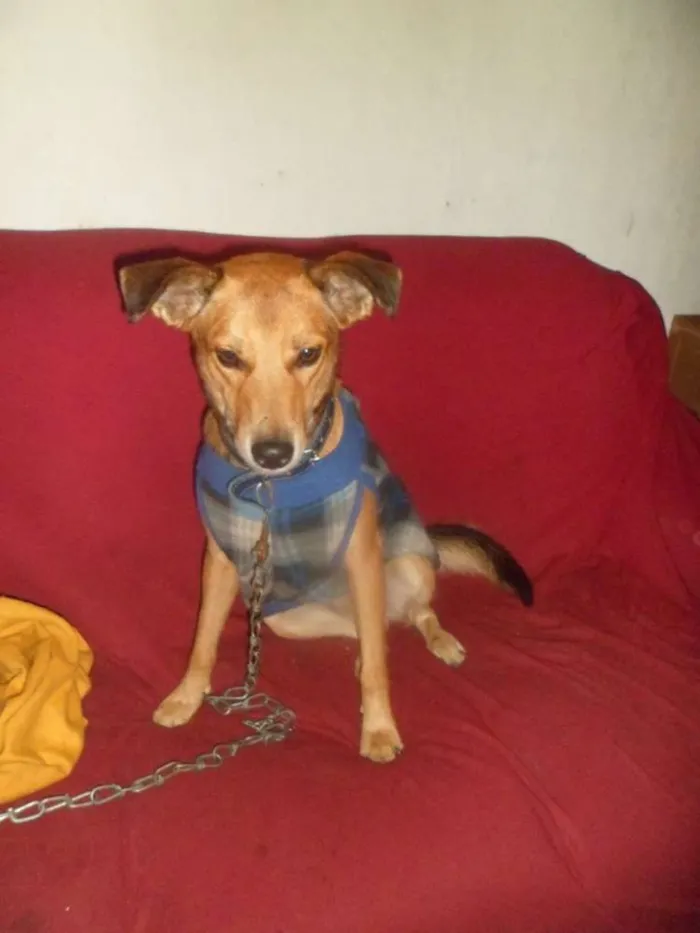 Cachorro ra a vira lata idade 3 anos nome sem nome