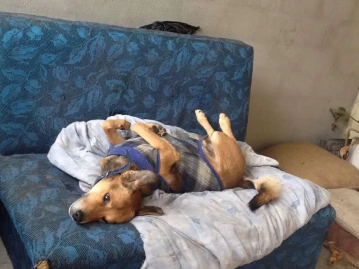 Cachorro ra a vira lata idade 3 anos nome sem nome
