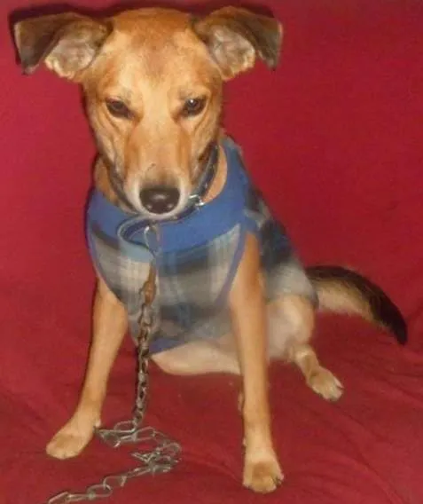 Cachorro ra a vira lata idade 3 anos nome sem nome