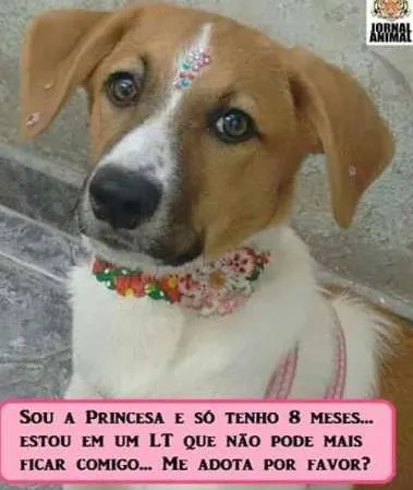 Cachorro ra a Vira Lata idade 7 a 11 meses nome Princesa