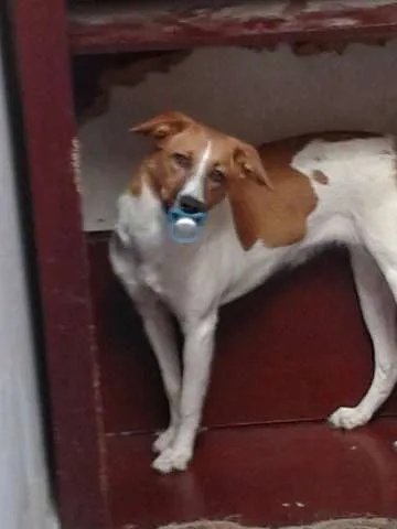 Cachorro ra a Vira Lata idade 7 a 11 meses nome Princesa