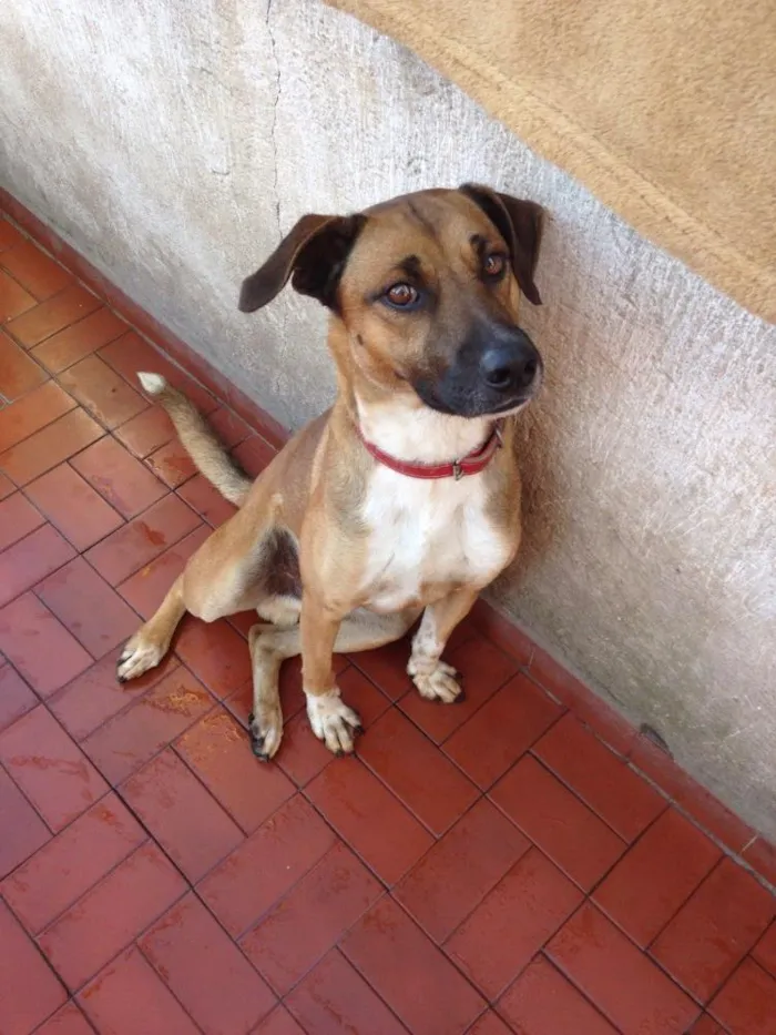Cachorro ra a SRD idade 2 anos nome Nicky