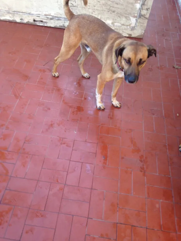 Cachorro ra a SRD idade 2 anos nome Nicky