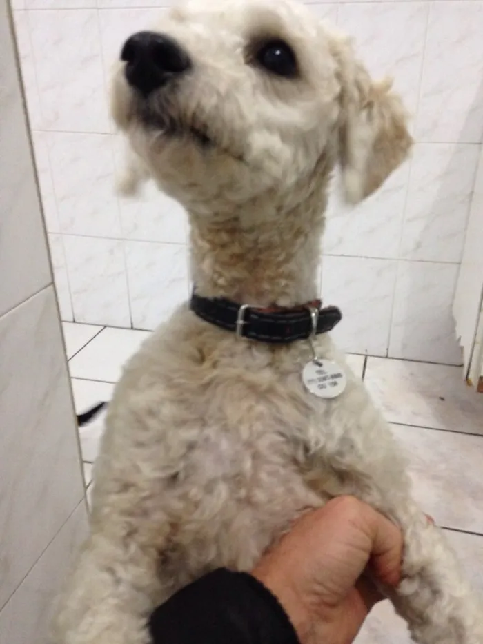Cachorro ra a Poodle idade 1 ano nome Alvin