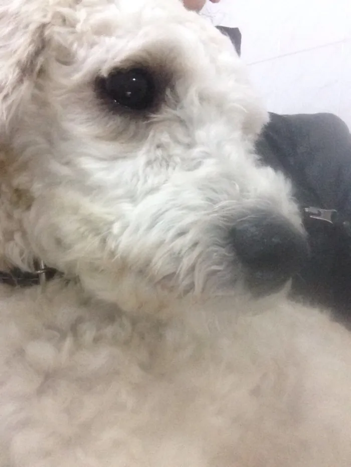 Cachorro ra a Poodle idade 1 ano nome Alvin
