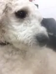 Alvin