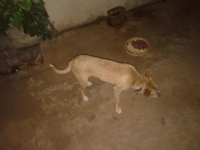 Cachorro ra a vira lata idade 1 ano nome salsicha