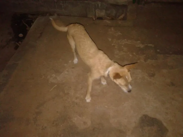 Cachorro ra a vira lata idade 1 ano nome salsicha