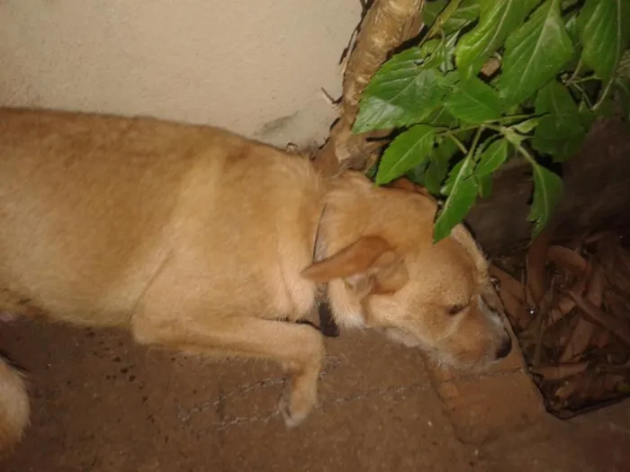 Cachorro ra a vira lata idade 1 ano nome salsicha