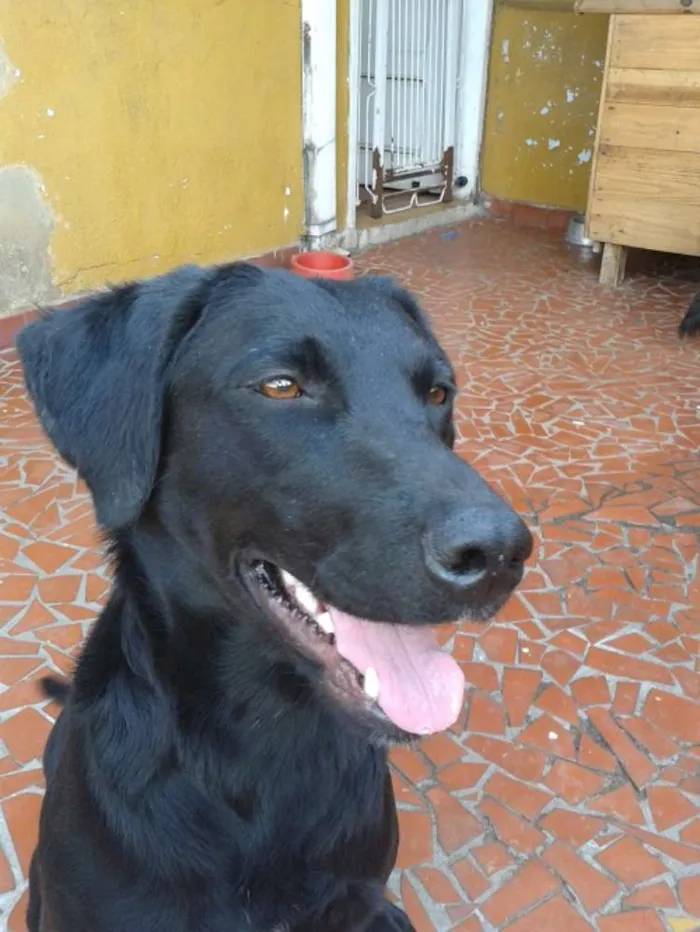 Cachorro ra a SRD idade 7 a 11 meses nome jade