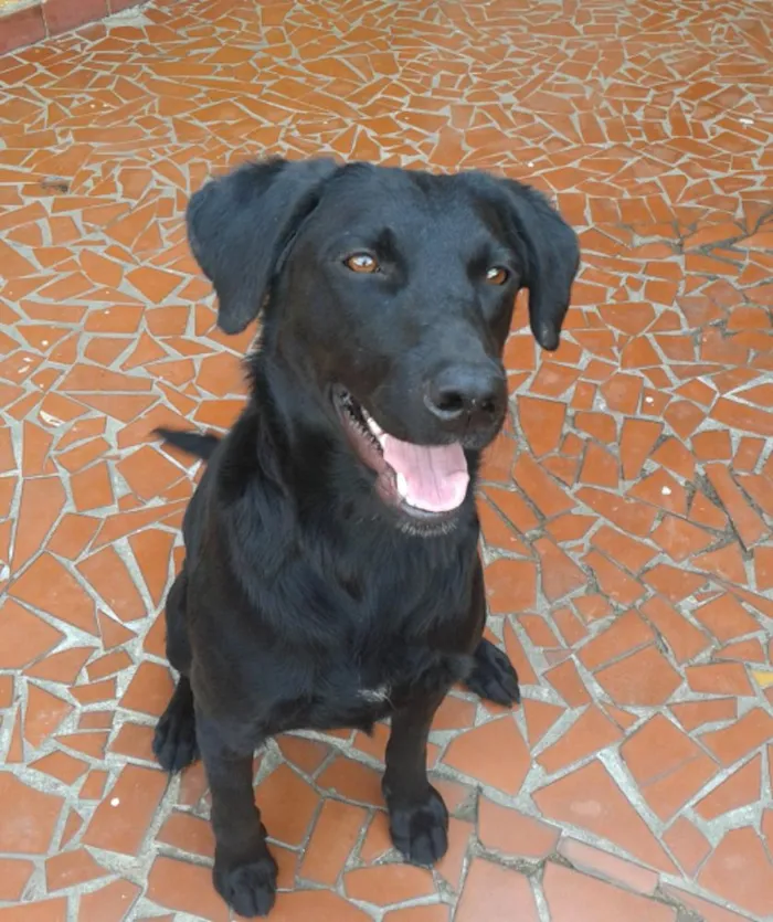Cachorro ra a SRD idade 7 a 11 meses nome jade