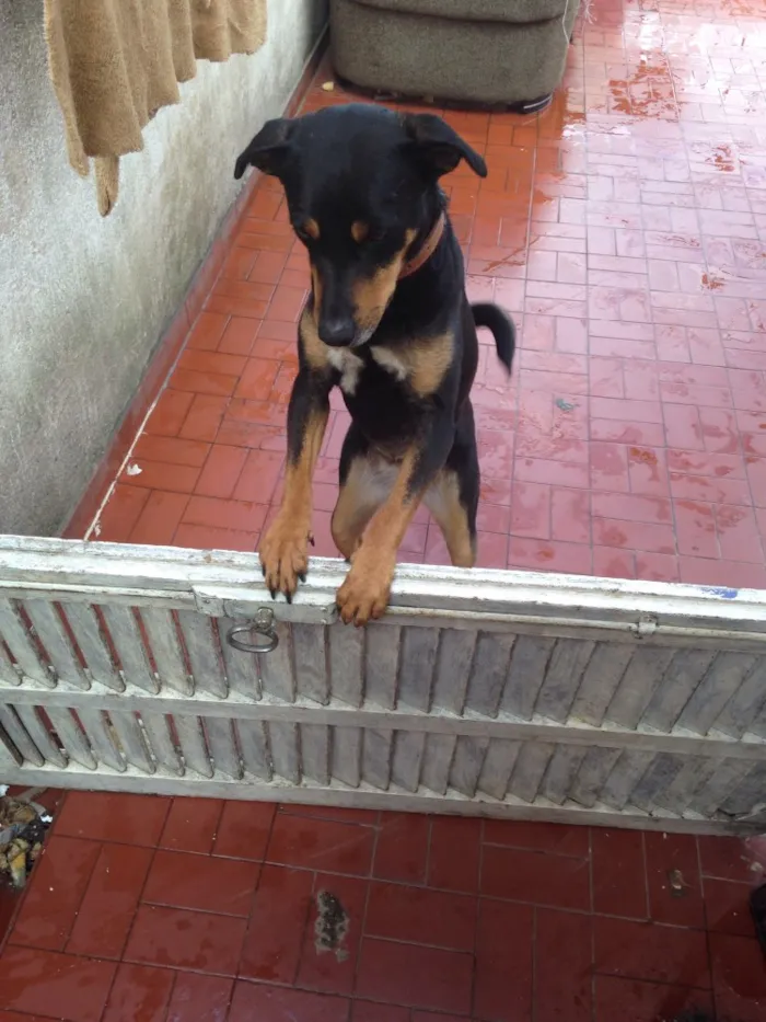Cachorro ra a SRD  idade 3 anos nome Lully