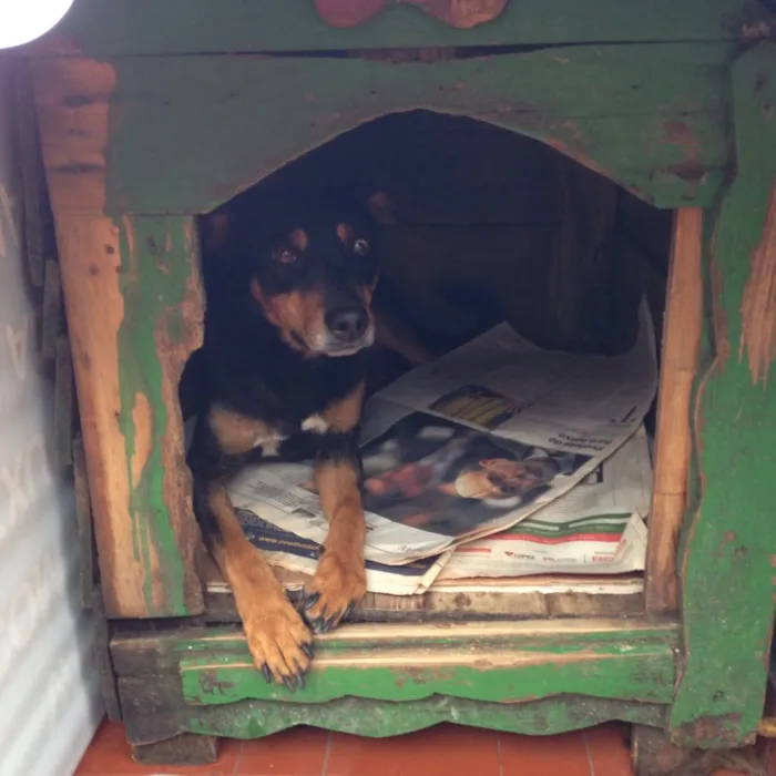 Cachorro ra a SRD  idade 3 anos nome Lully