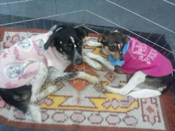 Cachorro ra a SRD idade 1 ano nome babi/tiquita