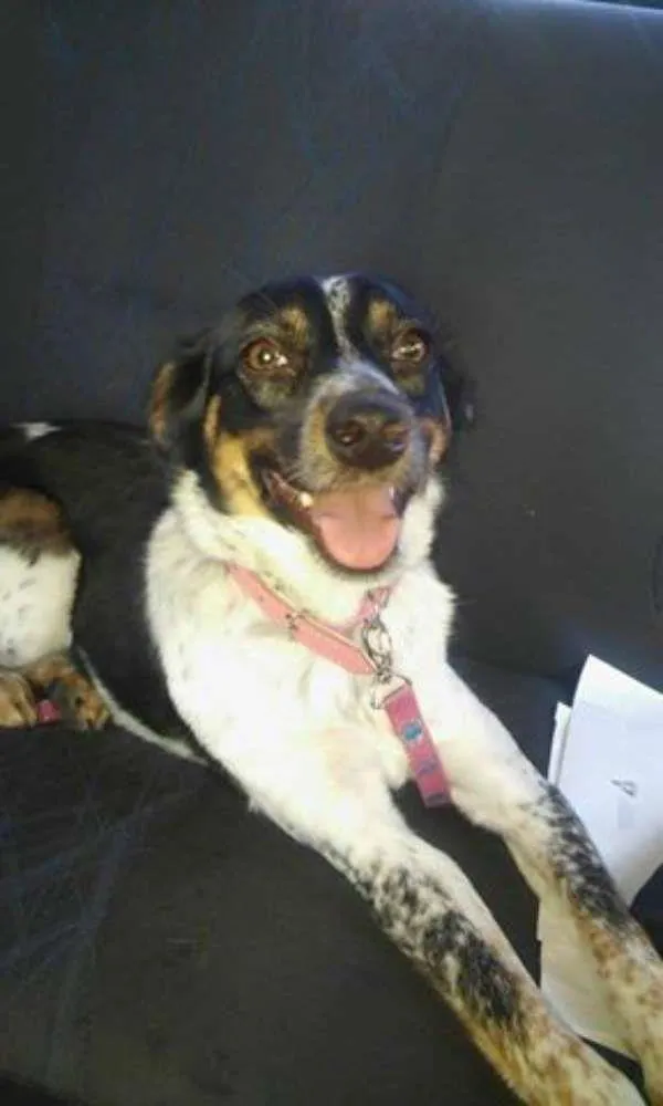 Cachorro ra a SRD idade 1 ano nome babi/tiquita