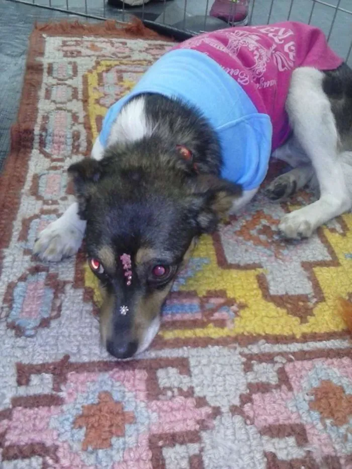 Cachorro ra a SRD idade 1 ano nome babi/tiquita