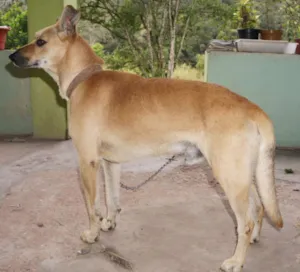 Cachorro raça SRD idade 4 anos nome Scooby