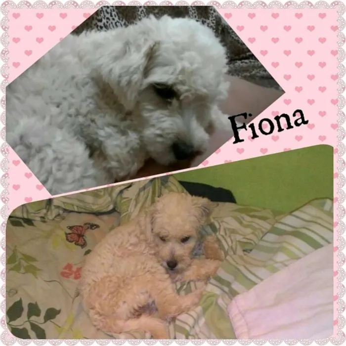 Cachorro ra a poodle idade 7 a 11 meses nome Fiona GRATIFICA