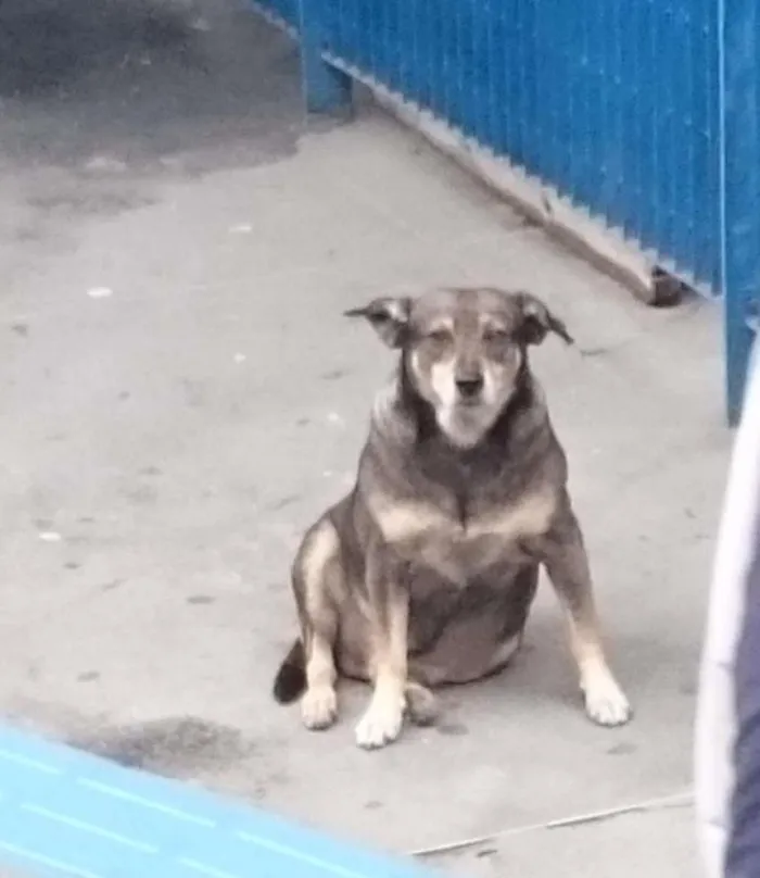 Cachorro ra a nao sei idade 4 anos nome nao tem