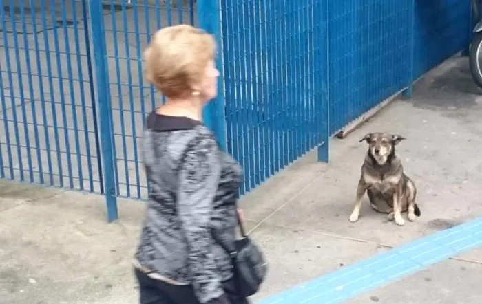 Cachorro ra a nao sei idade 4 anos nome nao tem