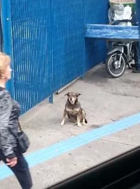 Cachorro ra a nao sei idade 4 anos nome nao tem