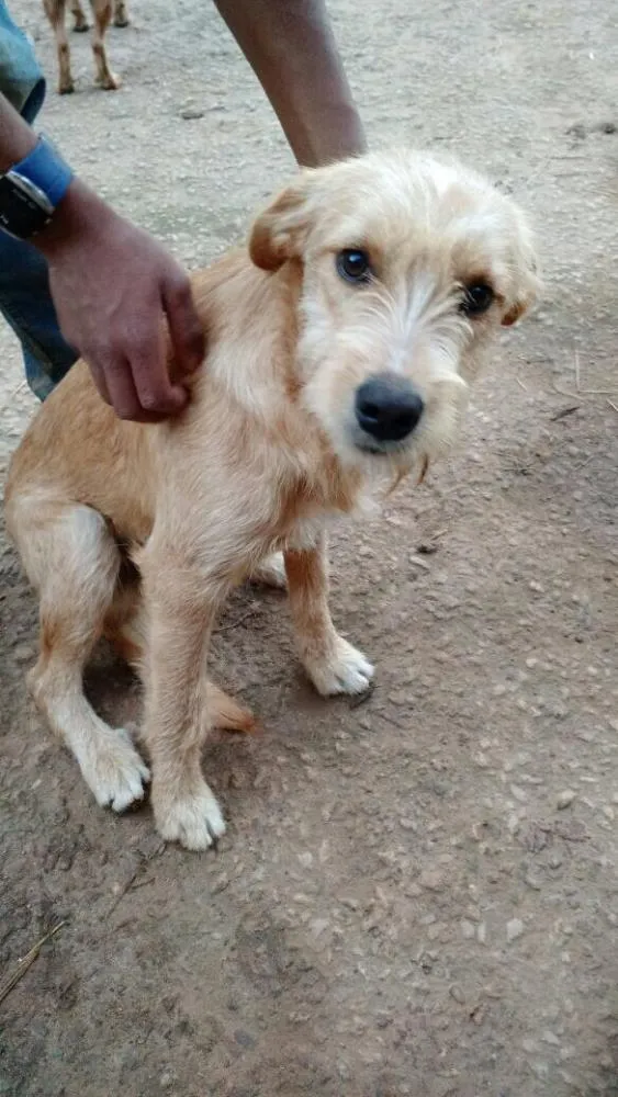Cachorro raça SRD idade 7 a 11 meses nome Amarelinho