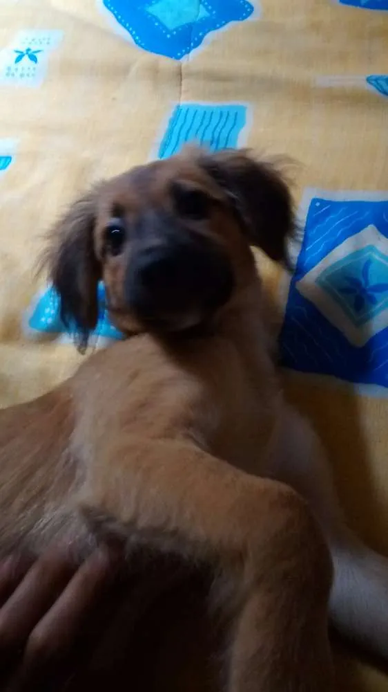 Cachorro ra a Vira lata  idade 2 a 6 meses nome Mabel 