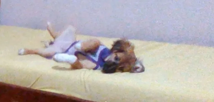 Cachorro ra a Vira lata  idade 2 a 6 meses nome Mabel 