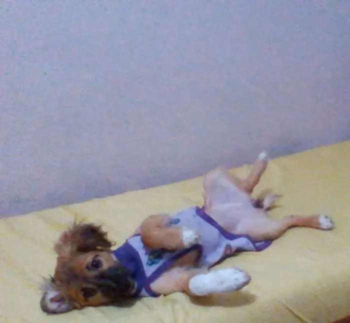 Cachorro ra a Vira lata  idade 2 a 6 meses nome Mabel 