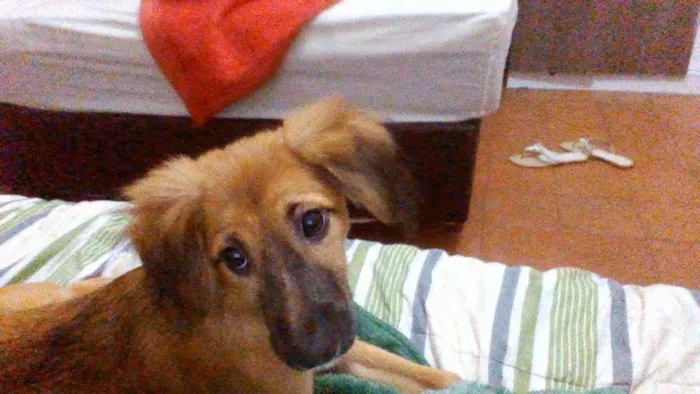 Cachorro ra a Vira lata  idade 2 a 6 meses nome Mabel 