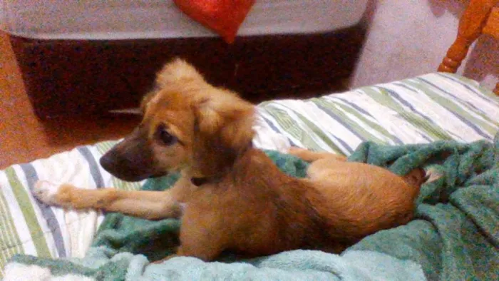 Cachorro ra a Vira lata  idade 2 a 6 meses nome Mabel 