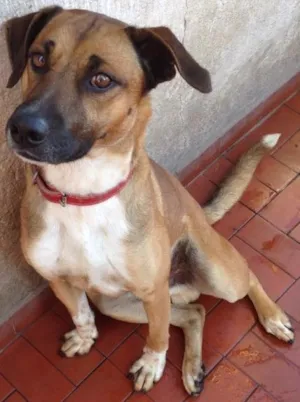 Cachorro raça SRD idade 2 anos nome Nicky