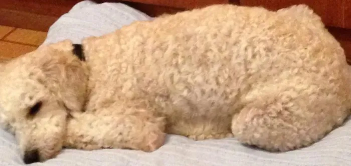 Cachorro ra a Poodle idade 1 ano nome Alvin