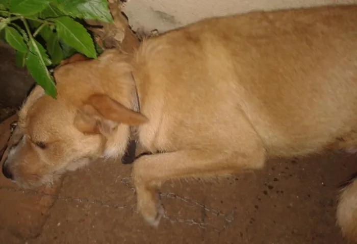 Cachorro ra a vira lata idade 1 ano nome salsicha