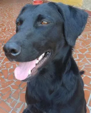 Cachorro raça SRD idade 7 a 11 meses nome jade