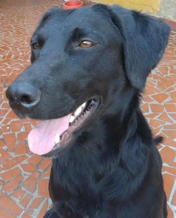 Cachorro ra a SRD idade 7 a 11 meses nome jade