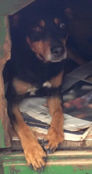 Cachorro raça SRD  idade 3 anos nome Lully