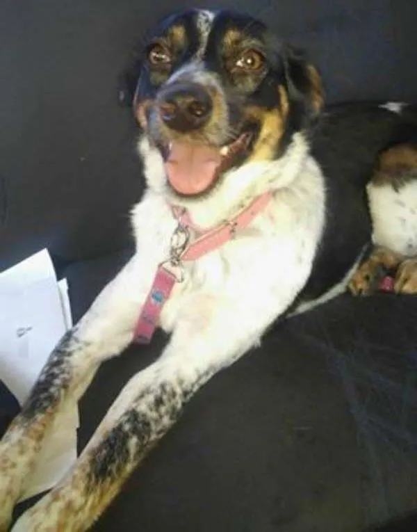 Cachorro ra a SRD idade 1 ano nome babi/tiquita