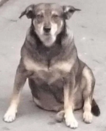 Cachorro ra a nao sei idade 4 anos nome nao tem