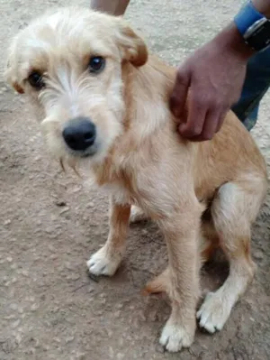 Cachorro raça SRD idade 7 a 11 meses nome Amarelinho