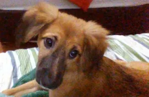 Cachorro raça Vira lata  idade 2 a 6 meses nome Mabel 