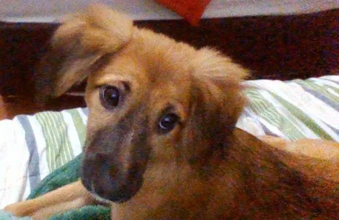 Cachorro ra a Vira lata  idade 2 a 6 meses nome Mabel 