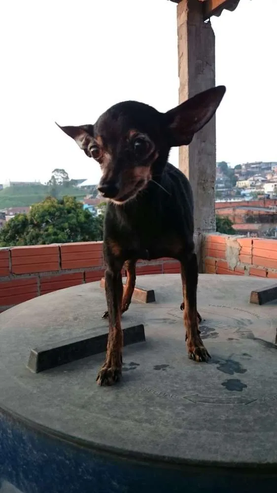 Cachorro ra a Pincher 0 idade 6 ou mais anos nome Banguela