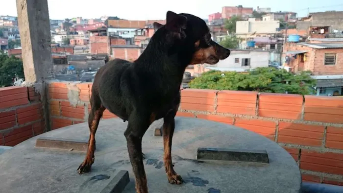 Cachorro ra a Pincher 0 idade 6 ou mais anos nome Banguela