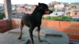 Banguela