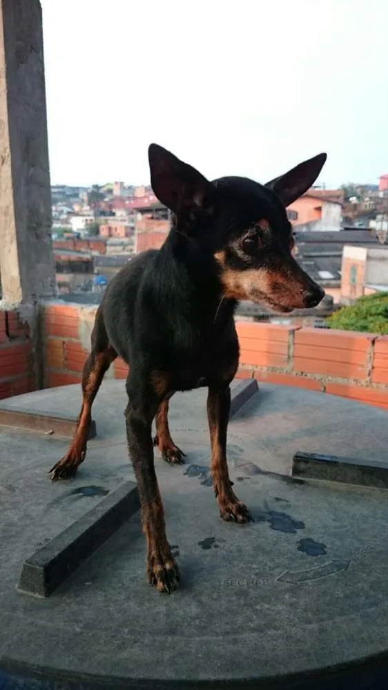 Cachorro ra a Pincher 0 idade 6 ou mais anos nome Banguela