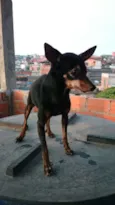 Banguela
