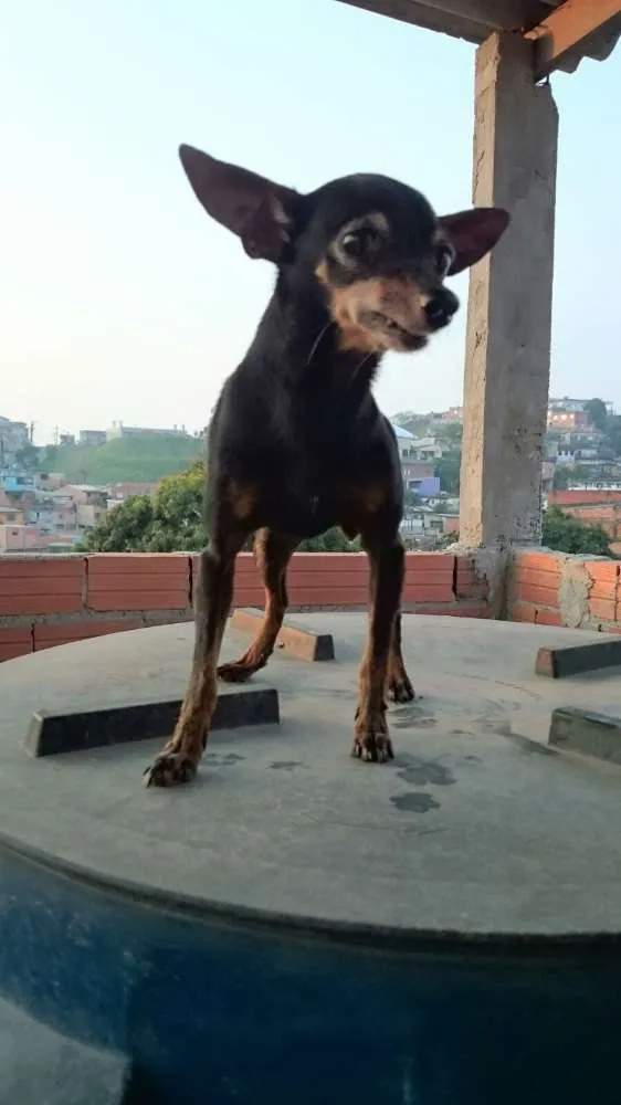 Cachorro ra a Pincher 0 idade 6 ou mais anos nome Banguela